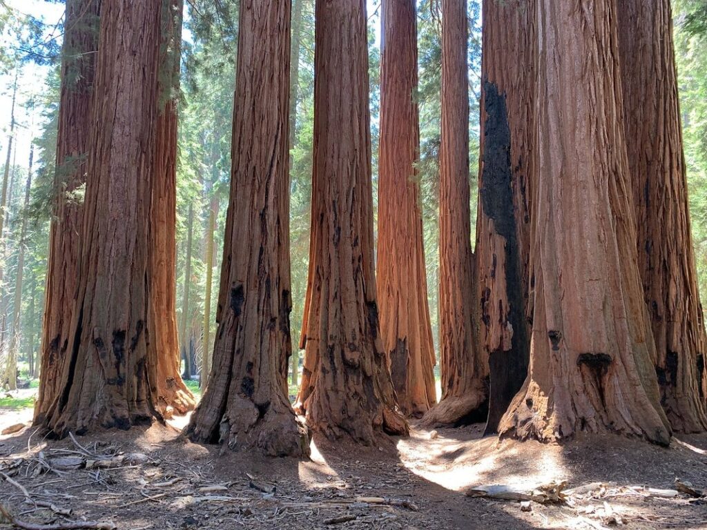 redwood tree