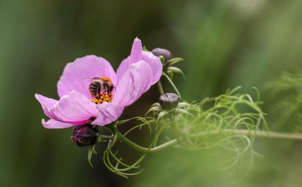 reviving plants with pollinator support