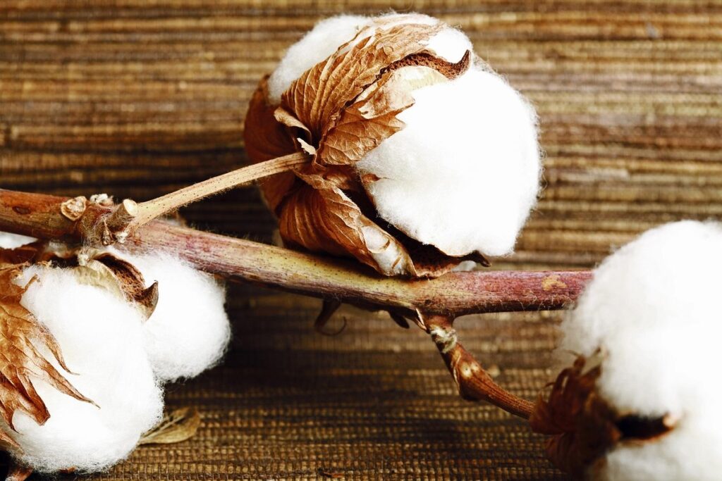 reviving wilting plants