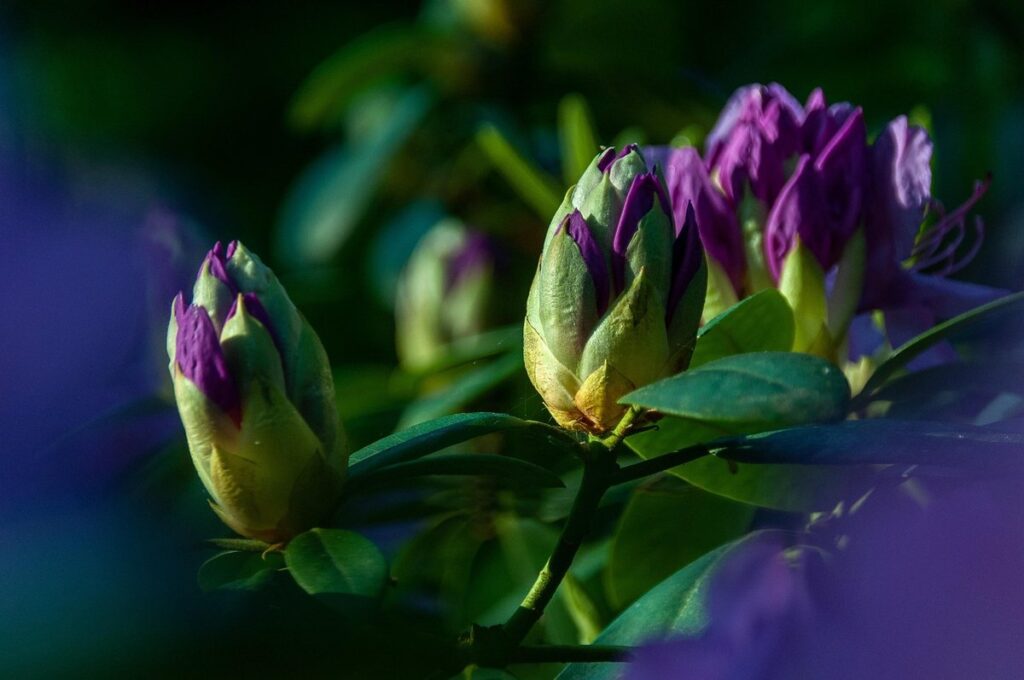 rhododendron bush