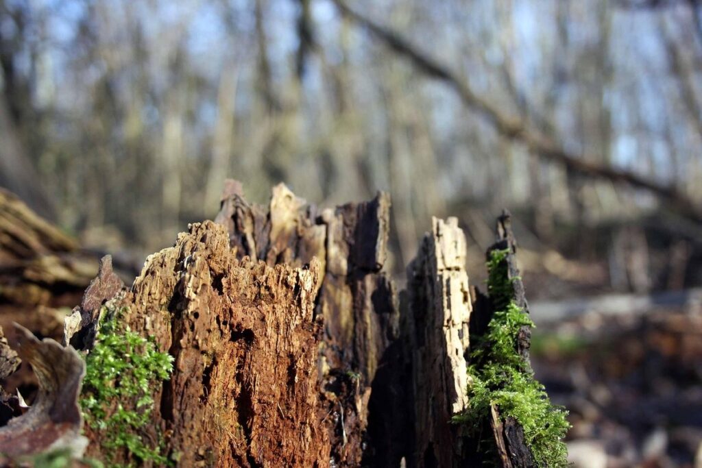 Root rot prevention