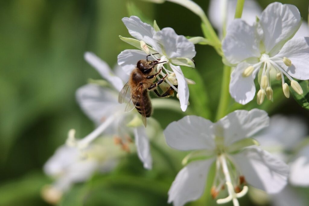 rose bay willowherb for pollinators
