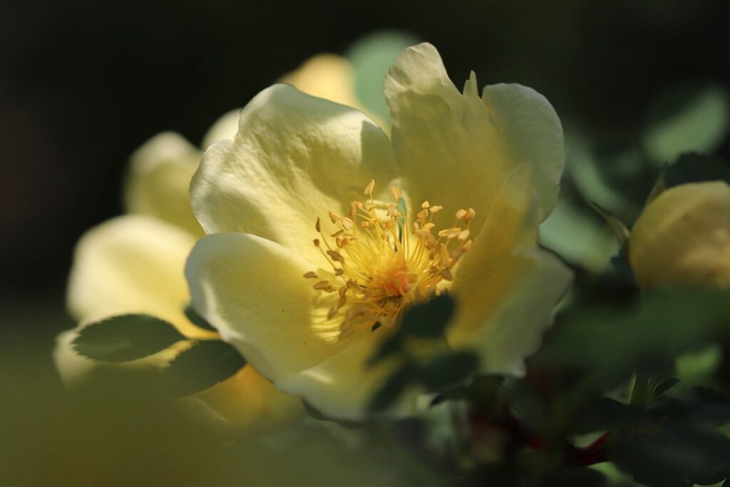 rose bush
