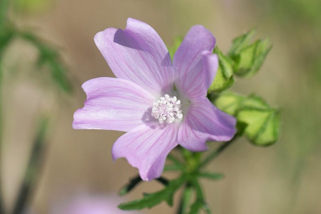 rose mallow for bees