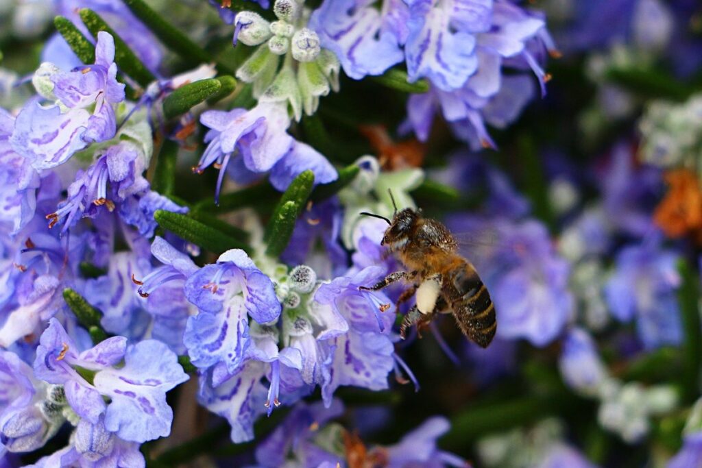 rosemary as bee forage