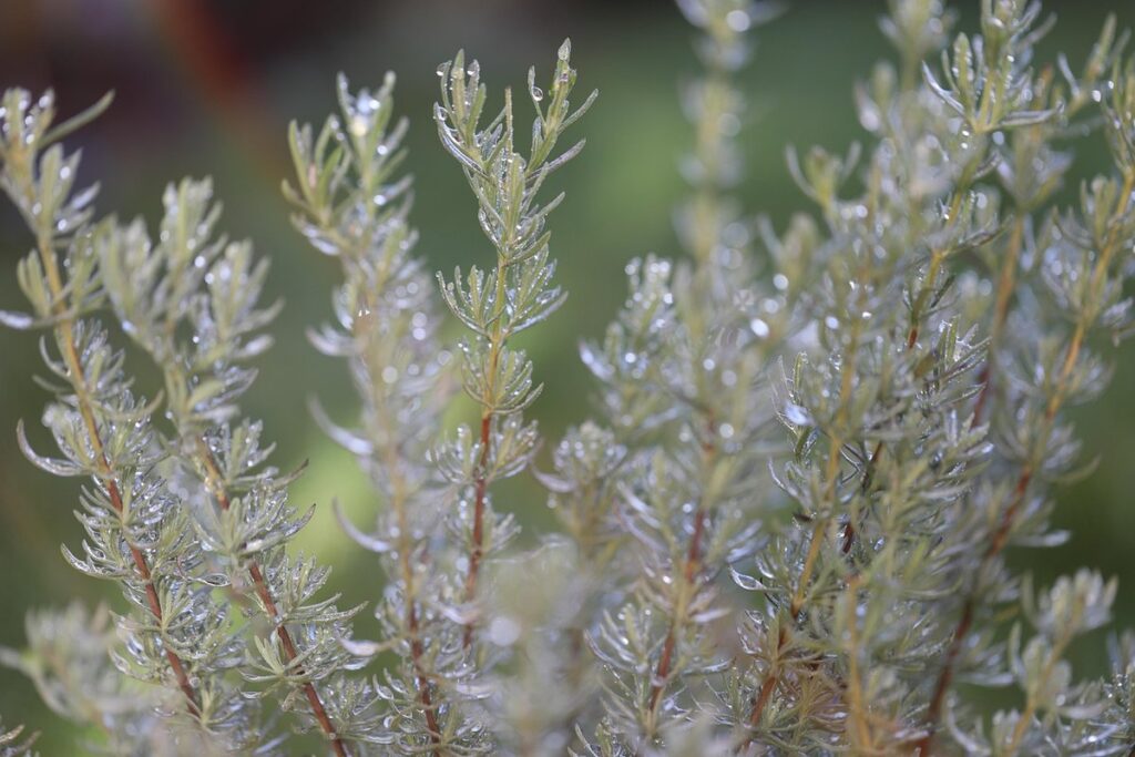 rosemary for pollinators
