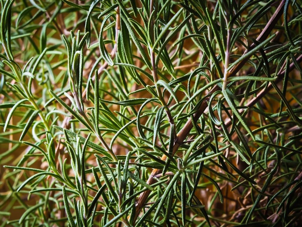 rosemary gardening guide