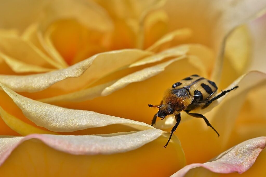 roses for pollinators