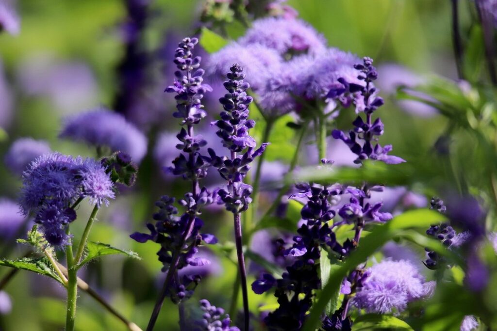 garden sage plant