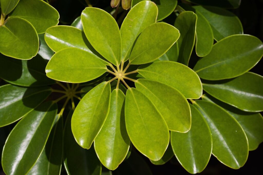 Schefflera propagation