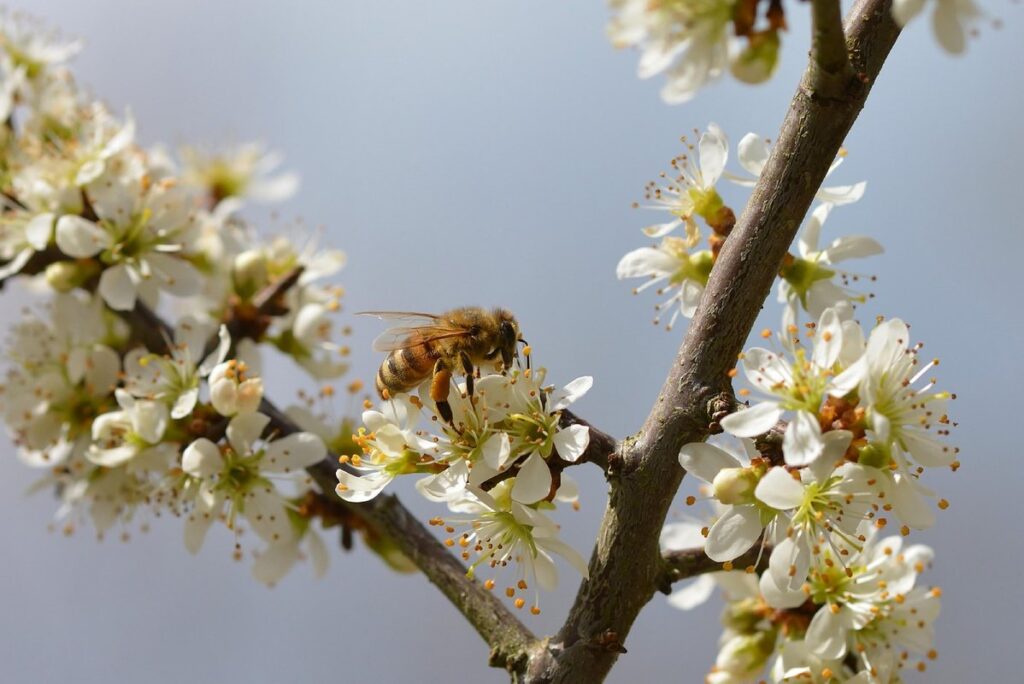 seasonal bee activity