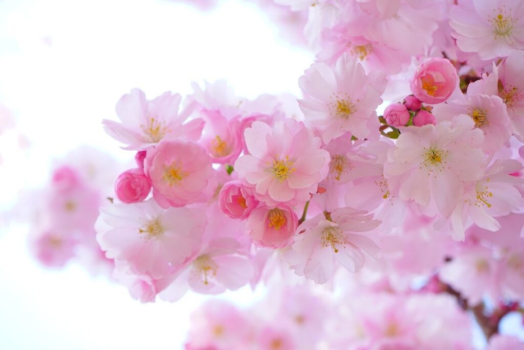 seasonal gardening for bees