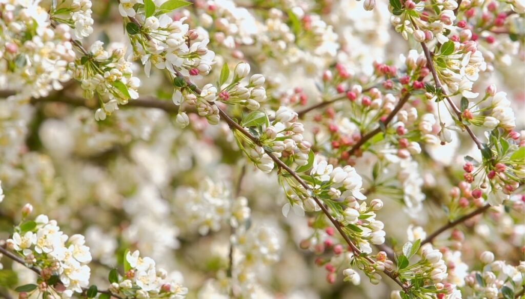 seasonal pollen sources for honeybees