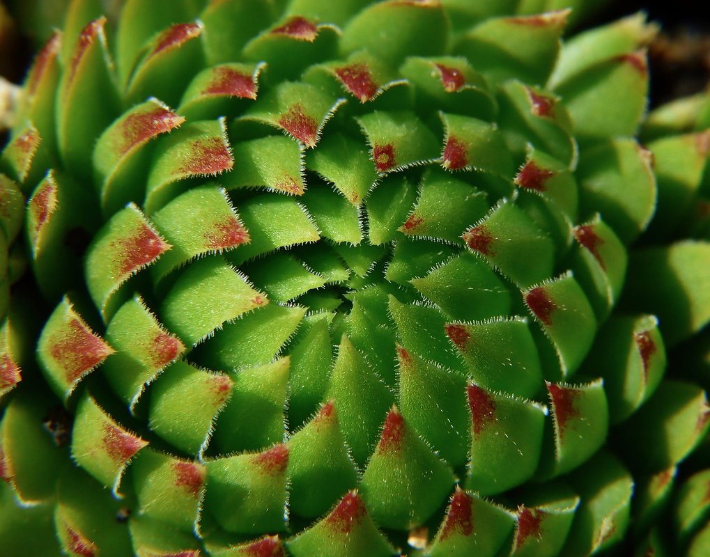 sedum for bees