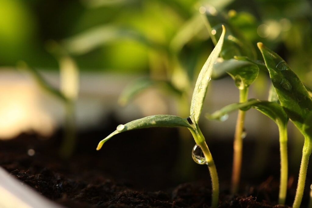 seeds to grow for chickens