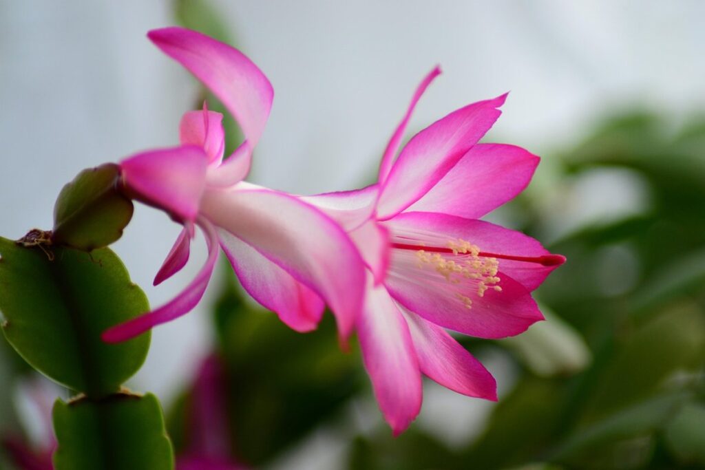 selecting drought-tolerant pollinator plants
