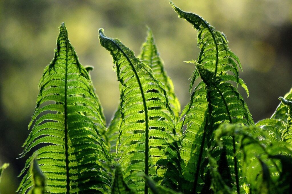 edible plants that grow in full shade
