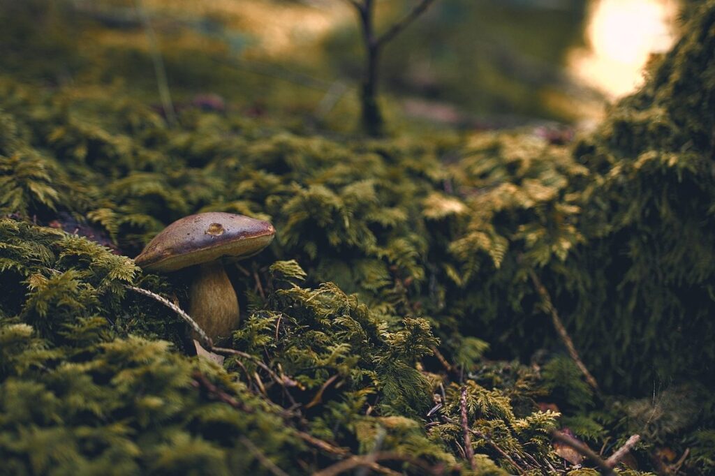 edible plants for shade