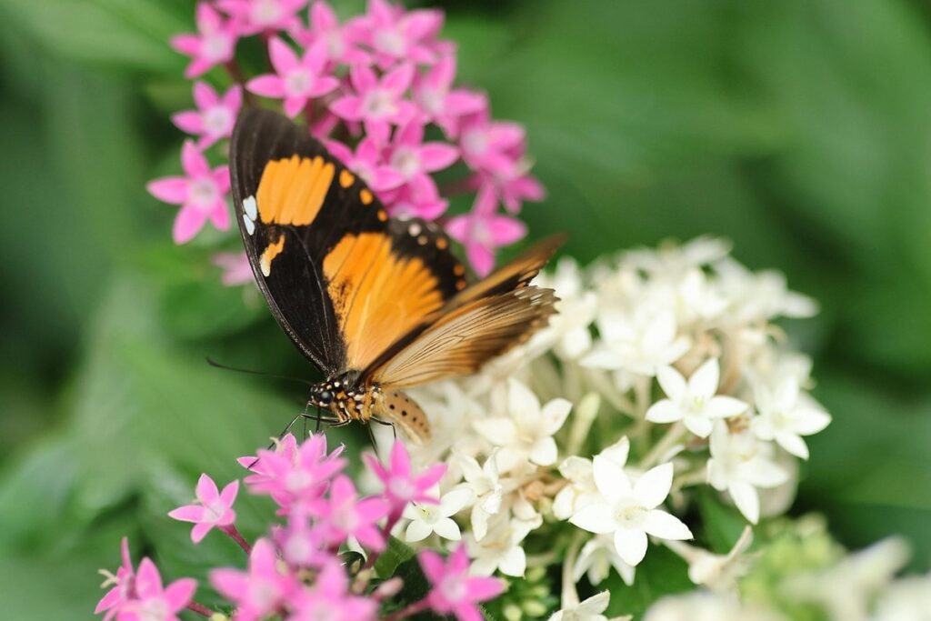 shrub maintenance for pollinator habitats
