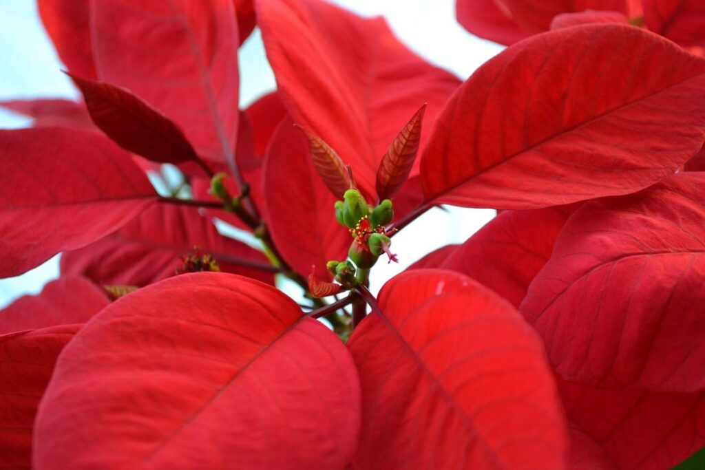 shrub with small red flowers