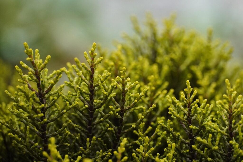 shrubs for pollinators