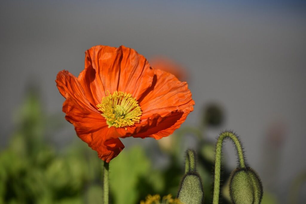 single flower honey