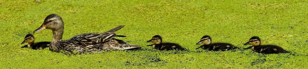 small pond wildlife