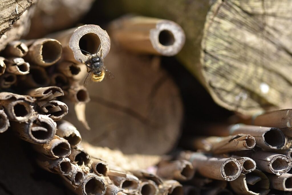 solitary bee nesting habits