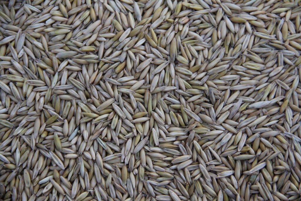 sorrel seeds edible