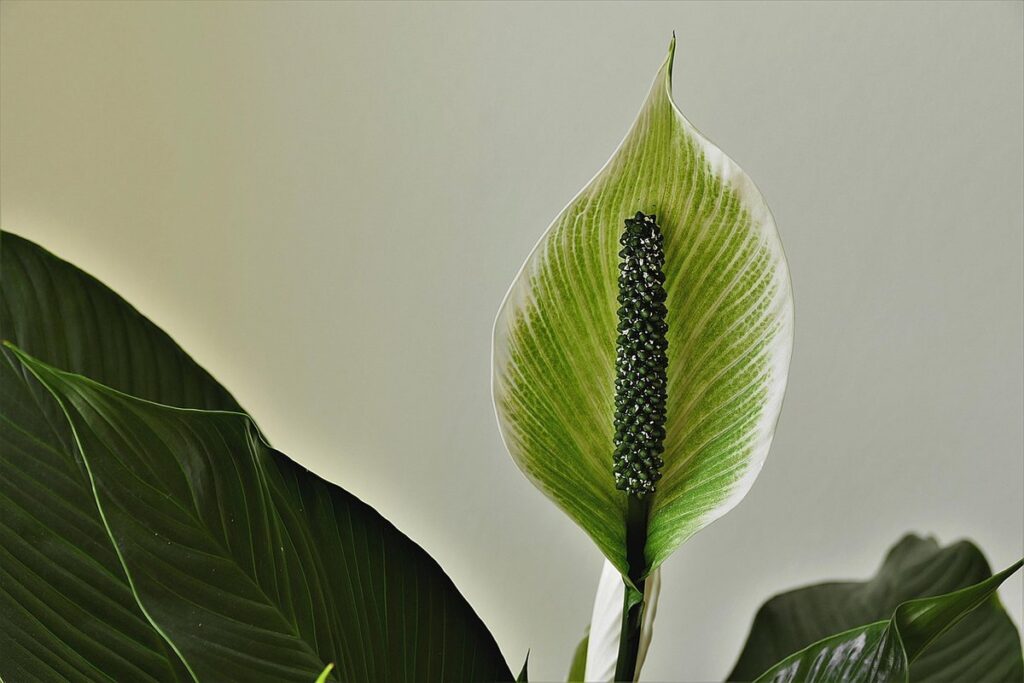 spathiphyllum plant care