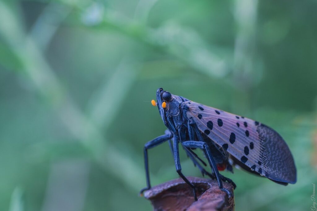 spotted lanternfly impact on plants