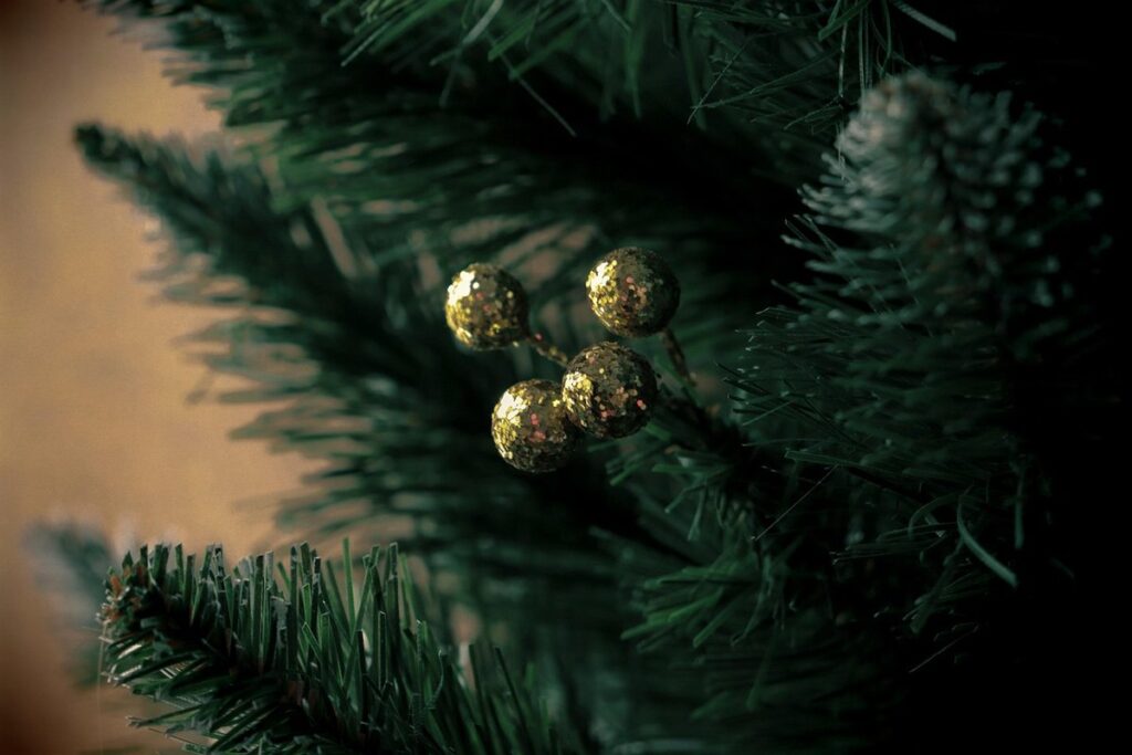 spruce tree