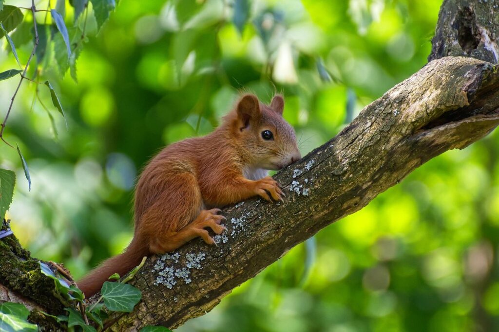 how do i keep squirrels from eating my flowers in the garden