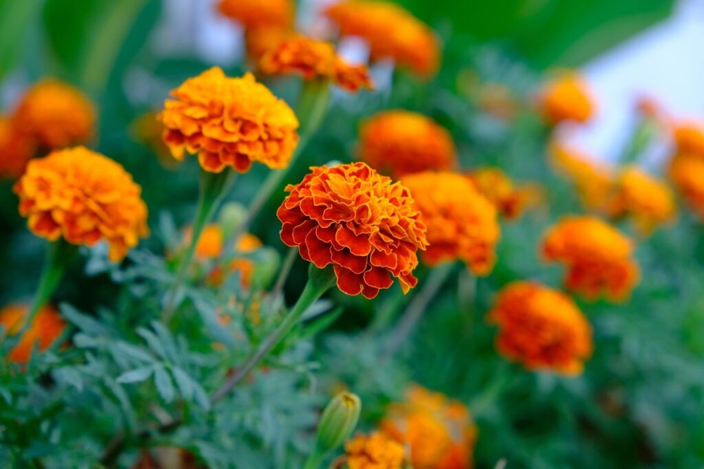 stephania erecta care