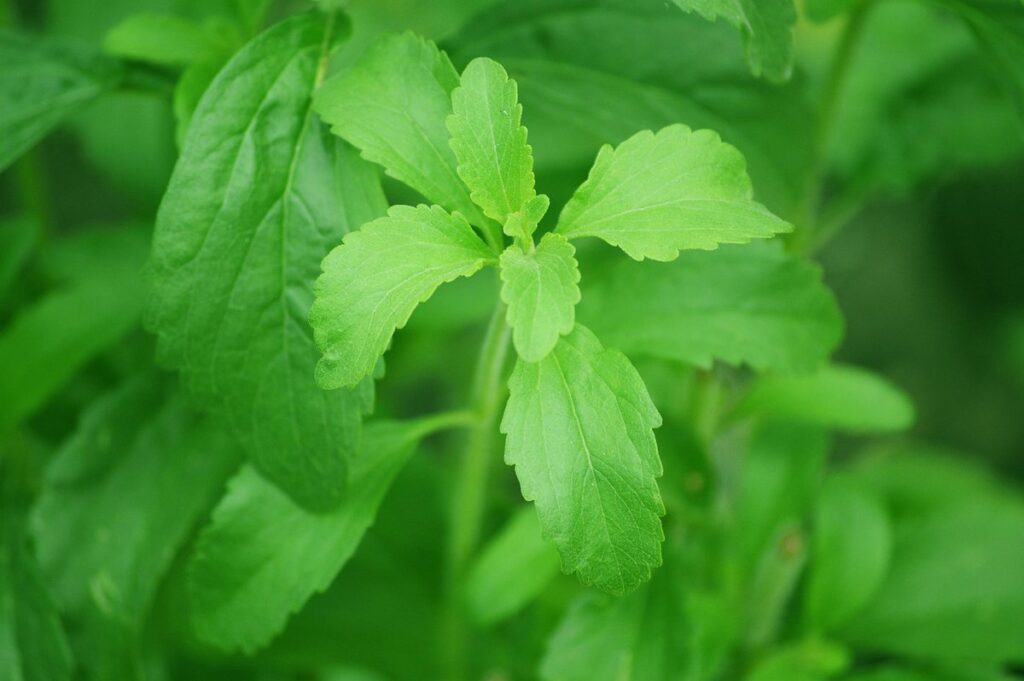 growing stevia for natural sweeteners