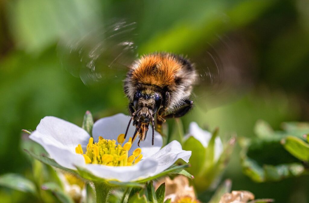 strawberry pollination requirements