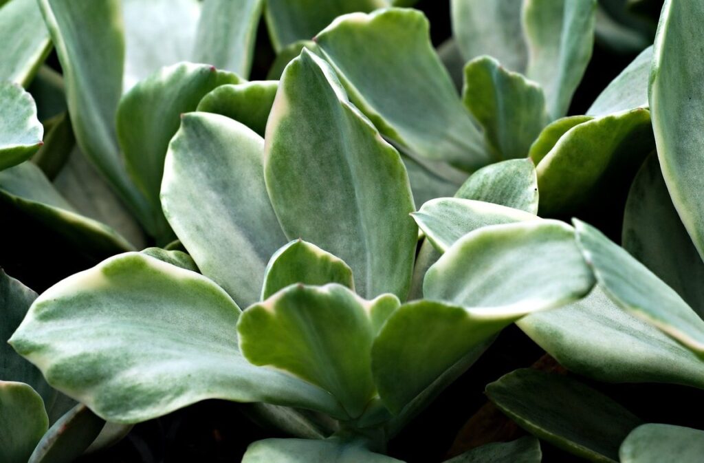 succulent care in pollinator gardens