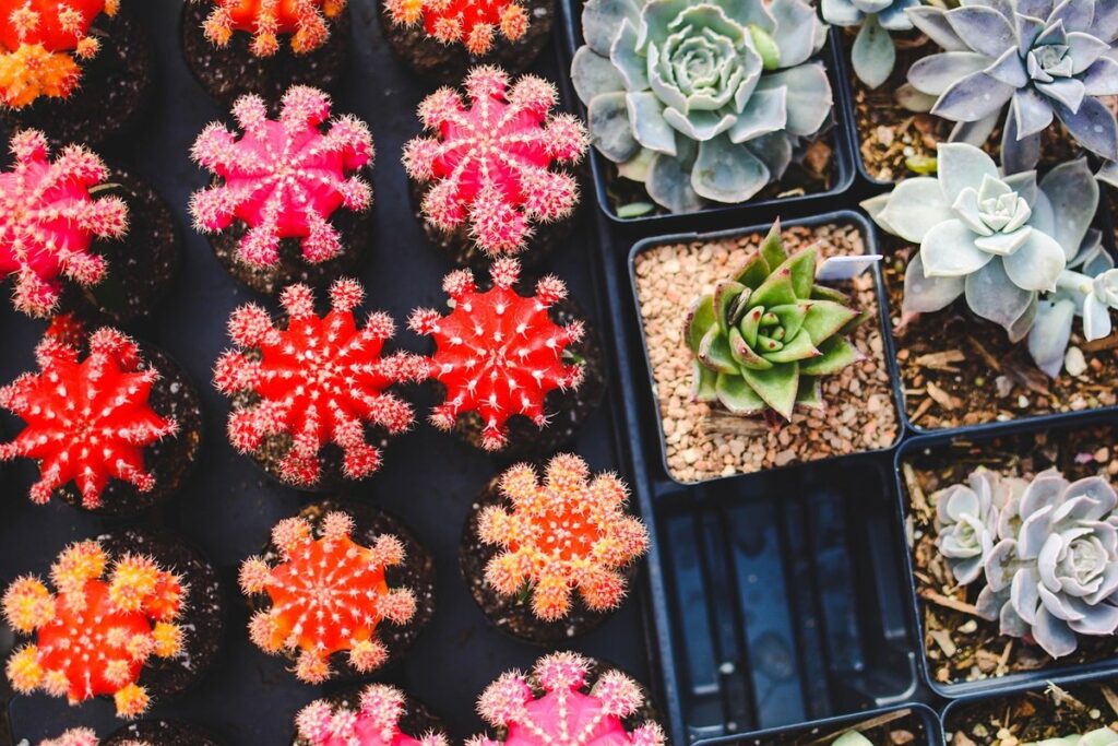 colorful succulents