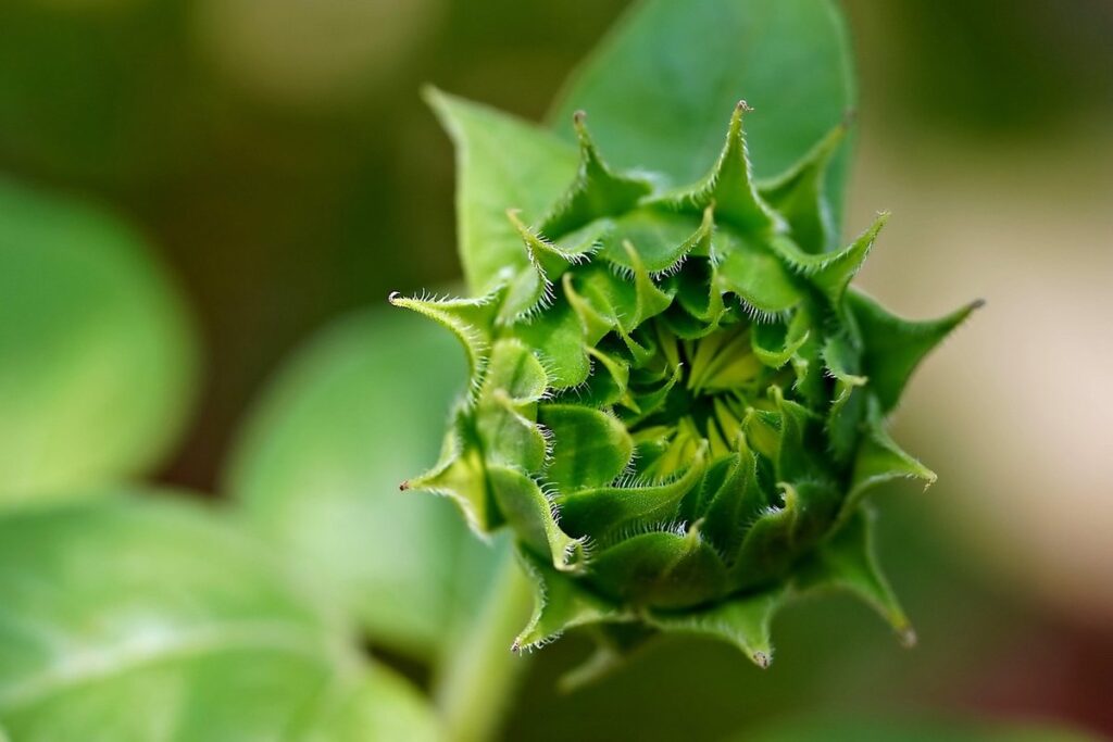 sunflower gardening tips