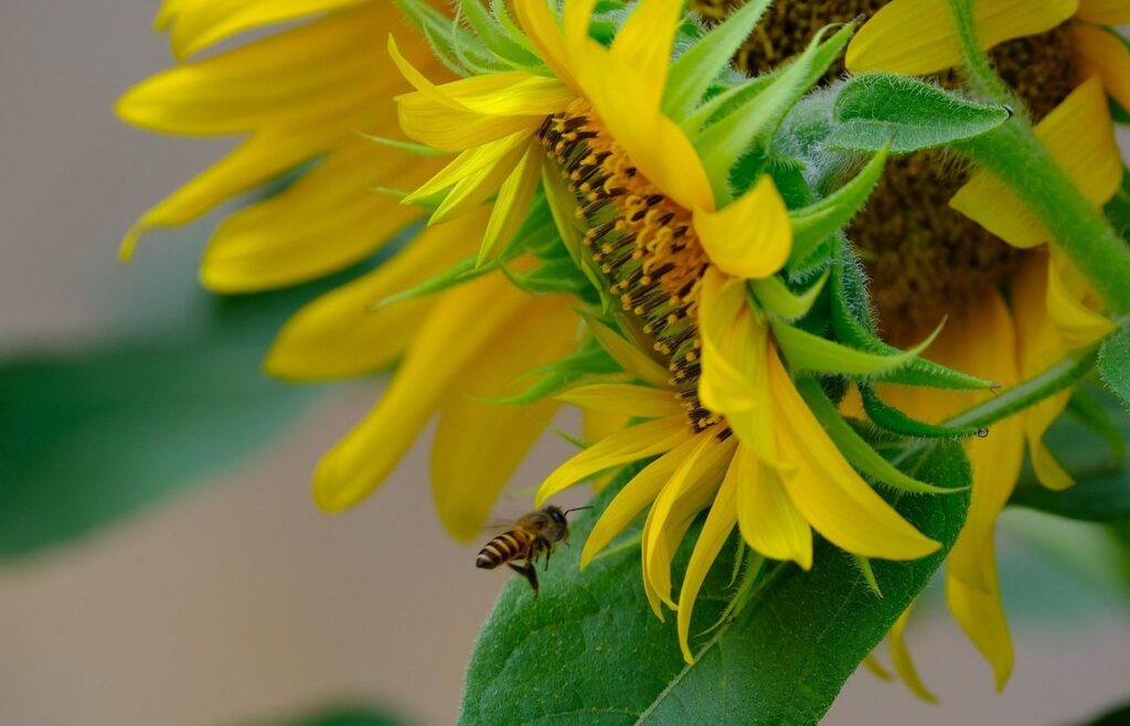 sunflower pollination