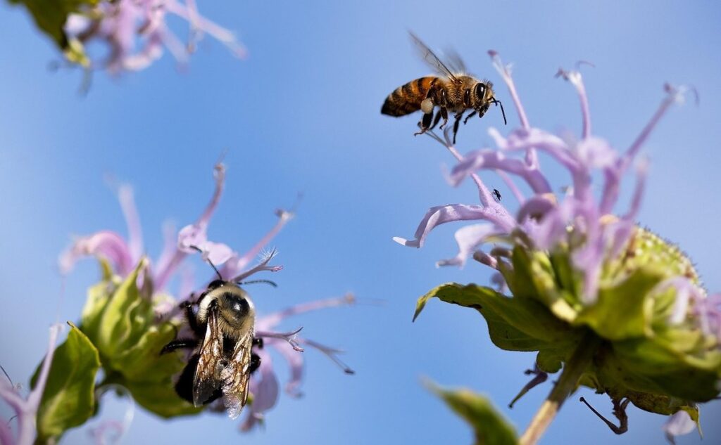 sunflowers for bees pollination