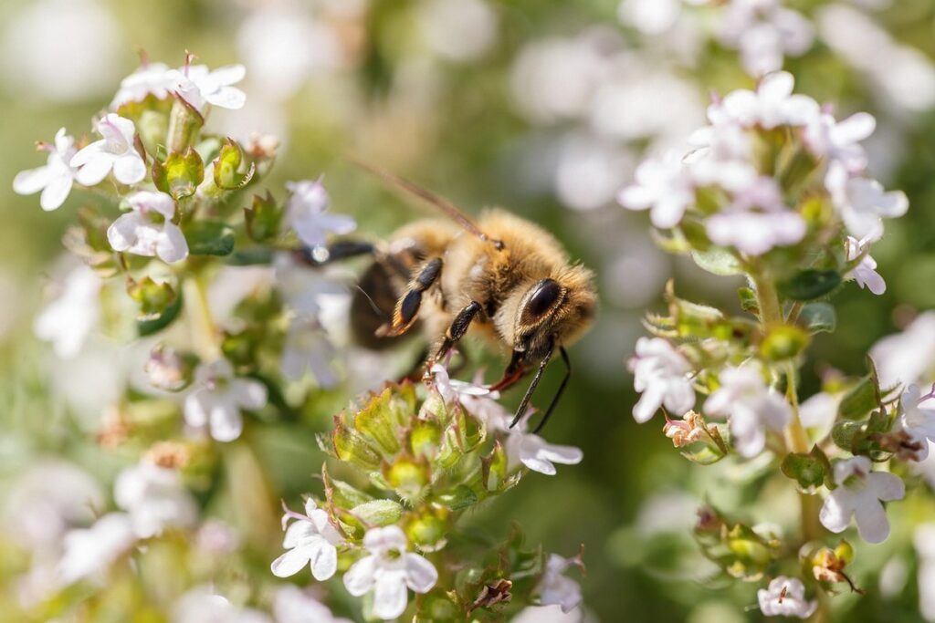 thyme gardening