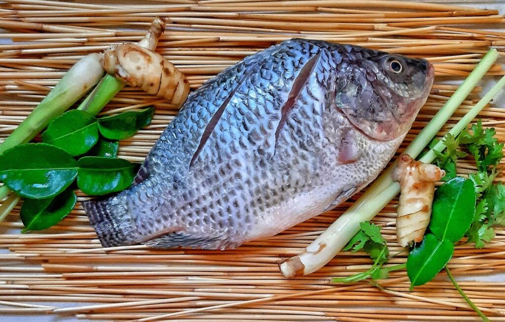 how tilapia is raised in garden ponds