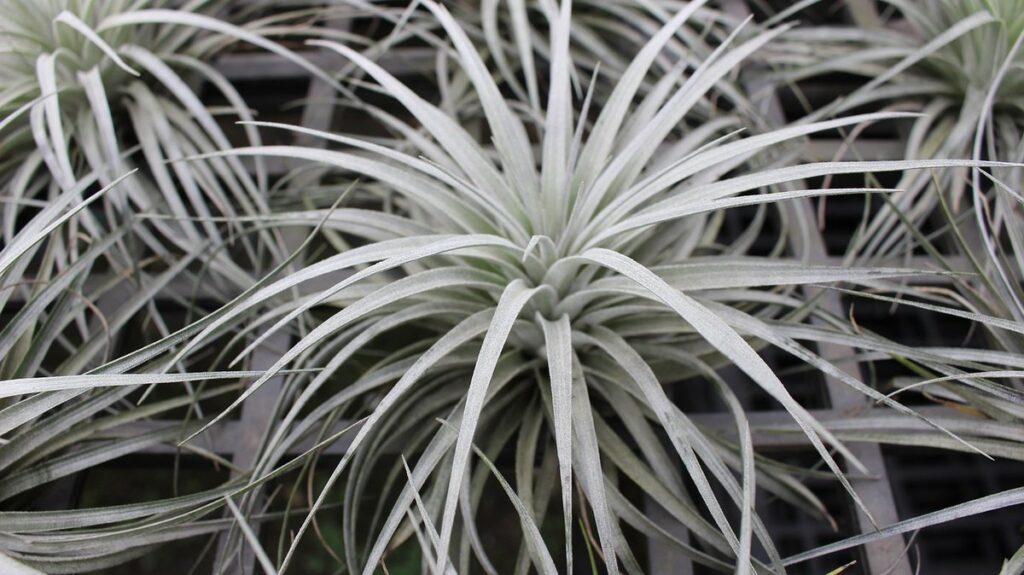 tillandsia lindenii care