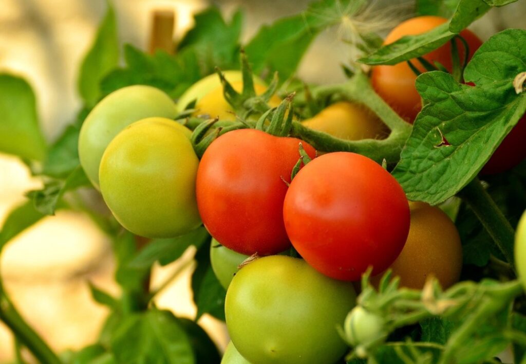 dealing with tomato plant diseases in containers