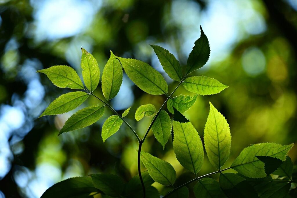 tree planting for plant-pollinator ecosystems