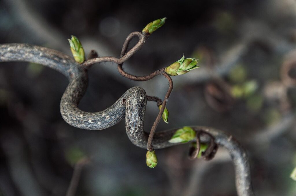 tree branch trellis