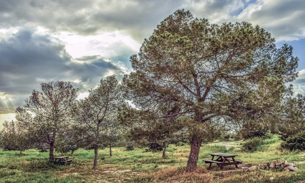 copse of trees definition
