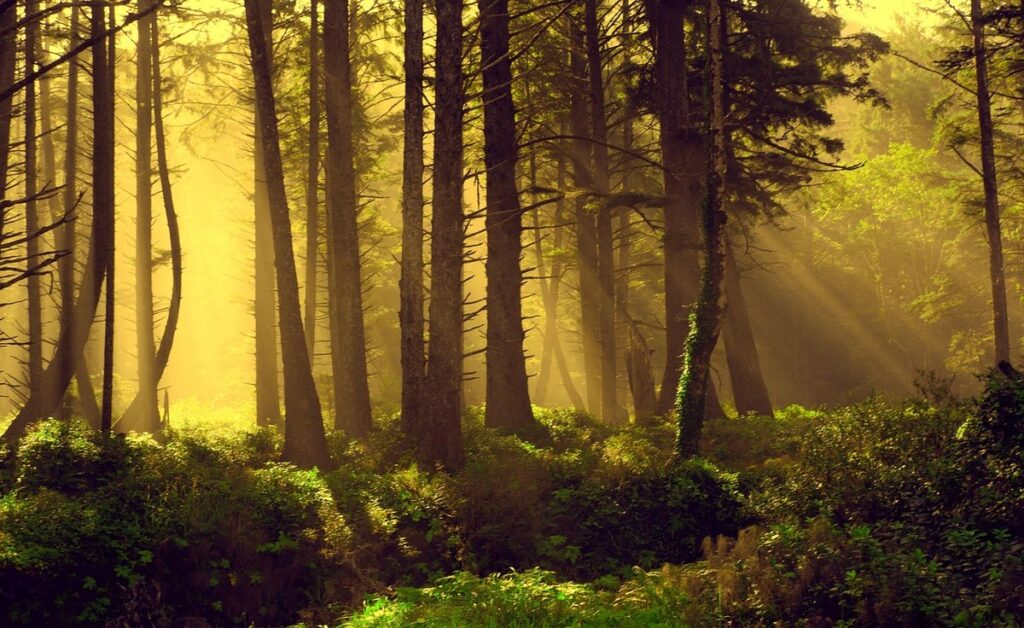 trees of pnw