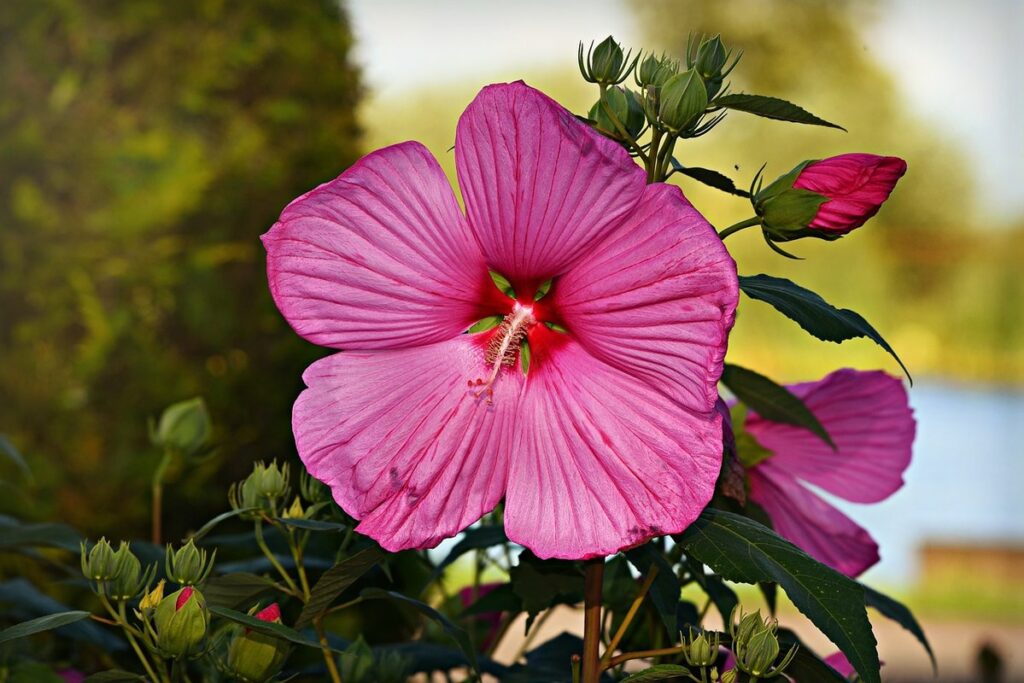 tropical gardening tips